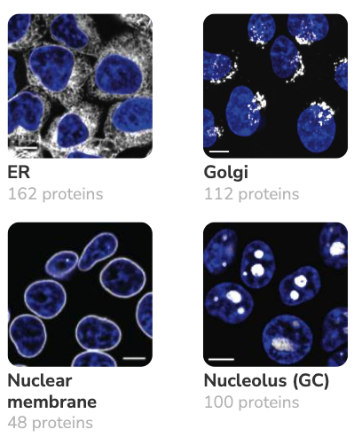 OpenCell 中不同亚细胞区室（内质网、高尔基体、核膜、核仁）的标记蛋白成像