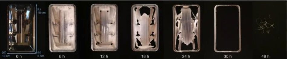 一整只 PET 容器被 FAST-PETase 降解的过程：30 小时后只剩边框，48 小时几乎什么都不剩
